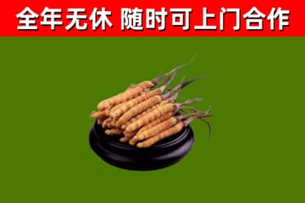 扬州市烟酒回收冬虫夏草.jpg