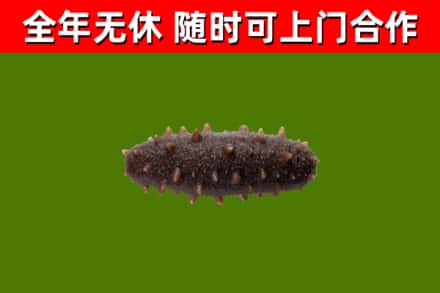 扬州市烟酒回收干海参.jpg